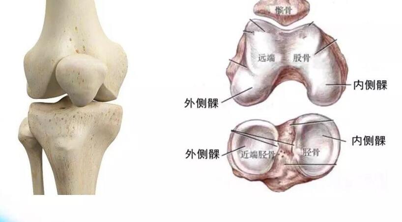 蚂蚁庄园9月2日：人体最大结构最复杂的关节是[图3]