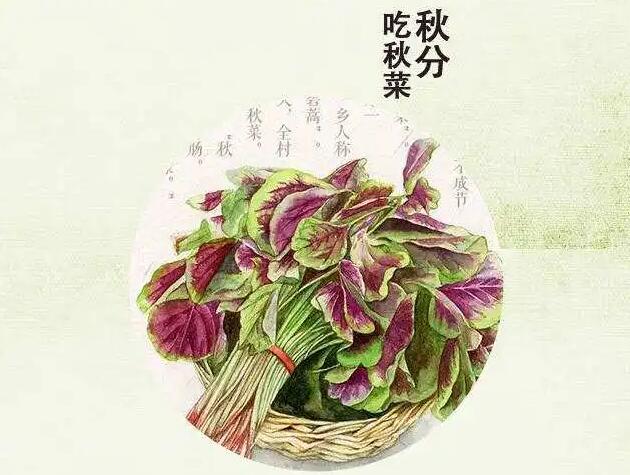 蚂蚁庄园9月23日：俗话说秋分吃秋菜秋菜通常指的是[图3]