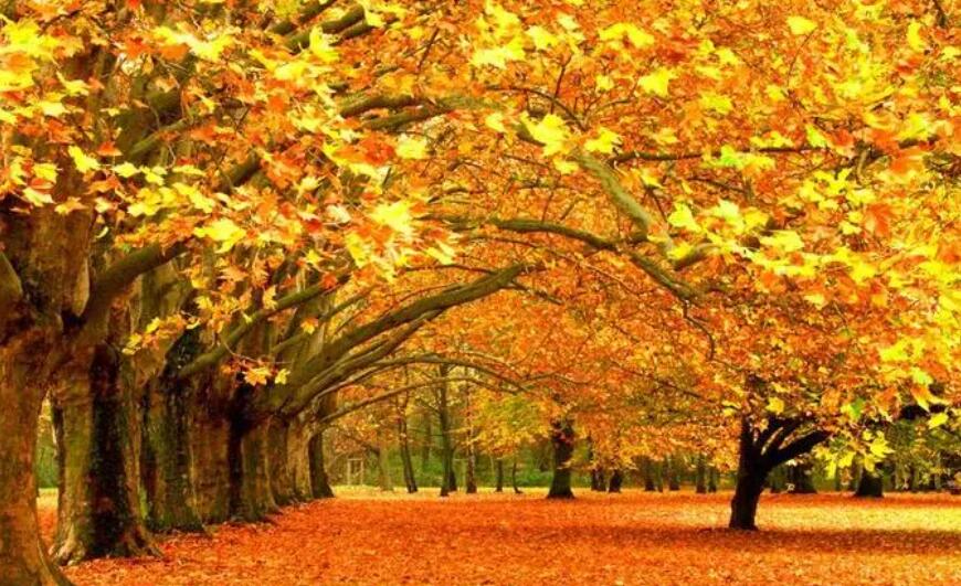 蚂蚁庄园10月10日：以下哪个成语描写的秋天的景物[图3]